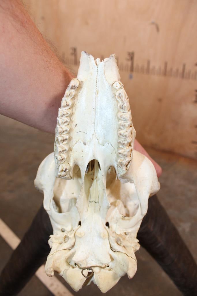 TUR Skull with Removable Horns - 8