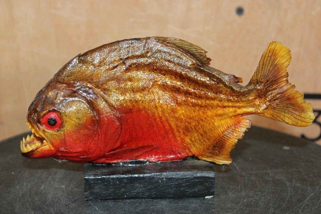 *Real Skin* PIRANHA Fish Mounted on a Wood Stand: *Real Skin* PIRANHA Fish Mounted on a Wood Stand. It measures 8" Long x 4.5" Tall. This is an older mount in Good Condition. ODDITIES AND CURIOSITIES TAXIDERMY FISH 