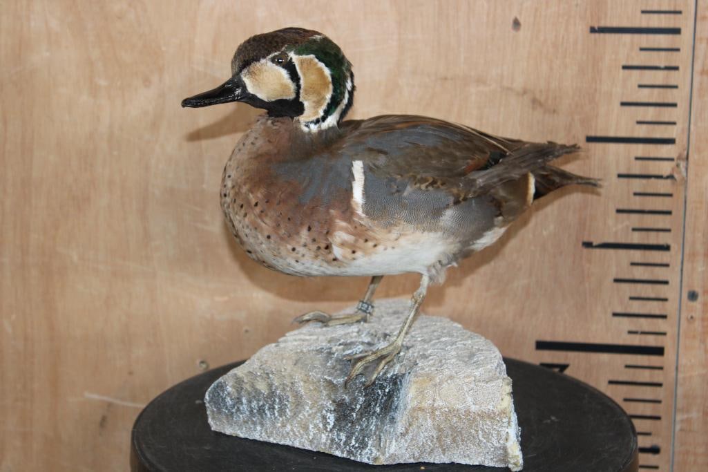 BAIKAL TEAL DUCK Mounted on a Foam Rock Base: Rarely Seen Male BAIKAL TEAL DUCK native to Russia and Asia. It is mounted on a Foam Rock Base and measures 12" Long x 9.5" Wide x 10.5" Tall. This is an older mount in Good Condition.