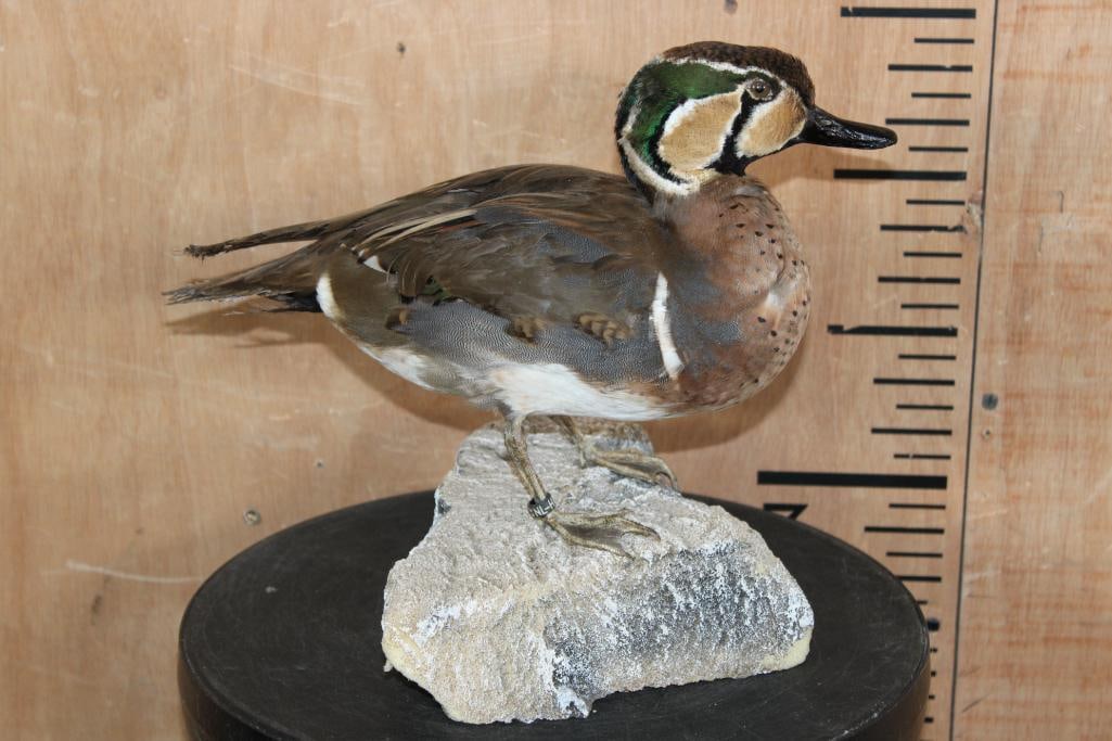 BAIKAL TEAL DUCK Mounted on a Foam Rock Base - 2