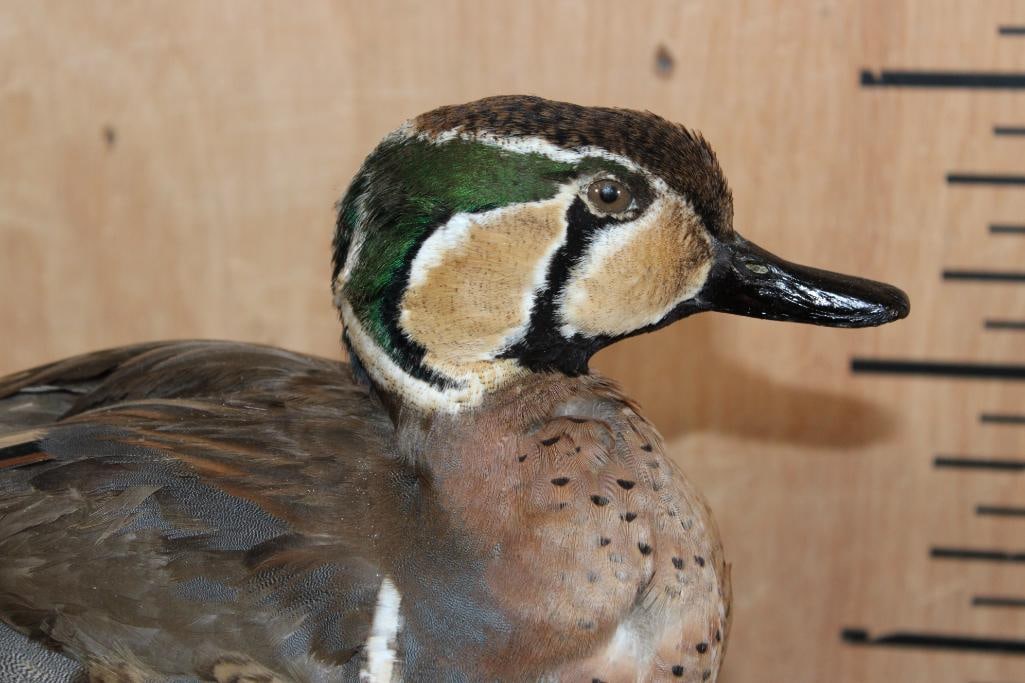 BAIKAL TEAL DUCK Mounted on a Foam Rock Base - 3