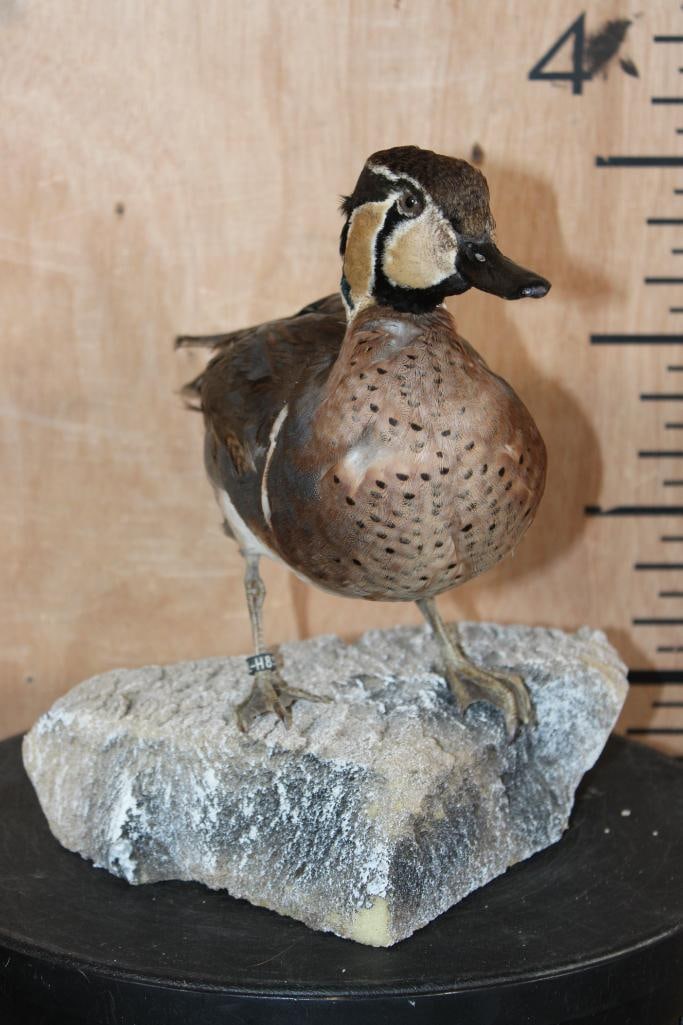 BAIKAL TEAL DUCK Mounted on a Foam Rock Base - 4