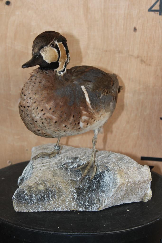 BAIKAL TEAL DUCK Mounted on a Foam Rock Base - 5