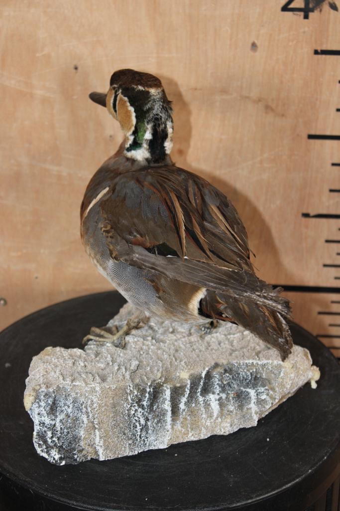 BAIKAL TEAL DUCK Mounted on a Foam Rock Base - 6