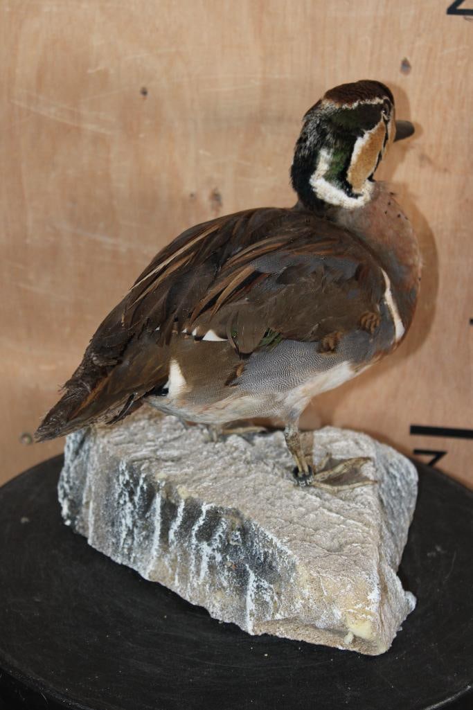 BAIKAL TEAL DUCK Mounted on a Foam Rock Base - 7