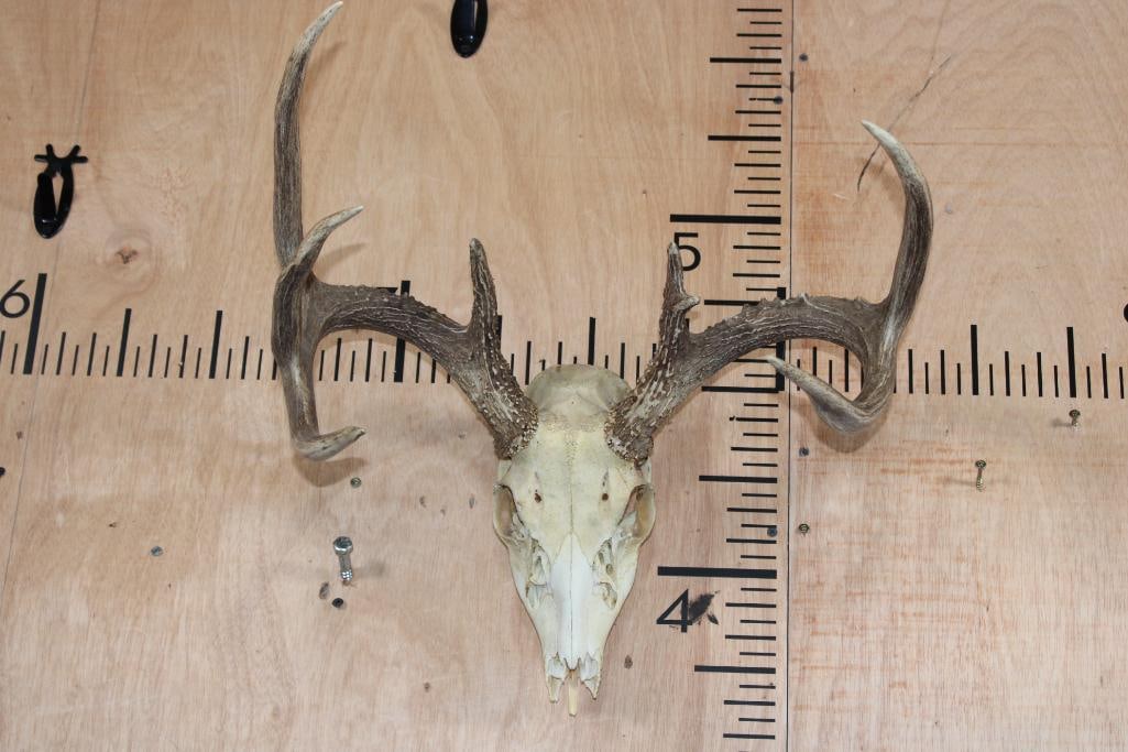 7-Point WHITETAIL DEER Skull: 7-Point WHITETAIL DEER Skull. It has an 18" Spread, All its Teeth, and No Nose Cone. TAXIDERMY SKULLS 