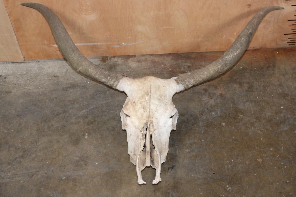 LONGHORN Skull: LONGHORN Skull. The Horns measure 41" from Tip to Tip. TAXIDERMY SKULLS 