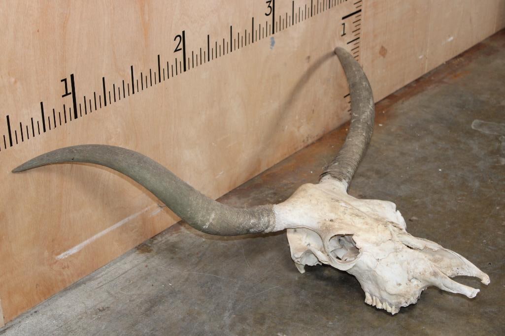 LONGHORN Skull - 2