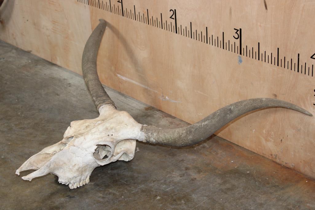 LONGHORN Skull - 3