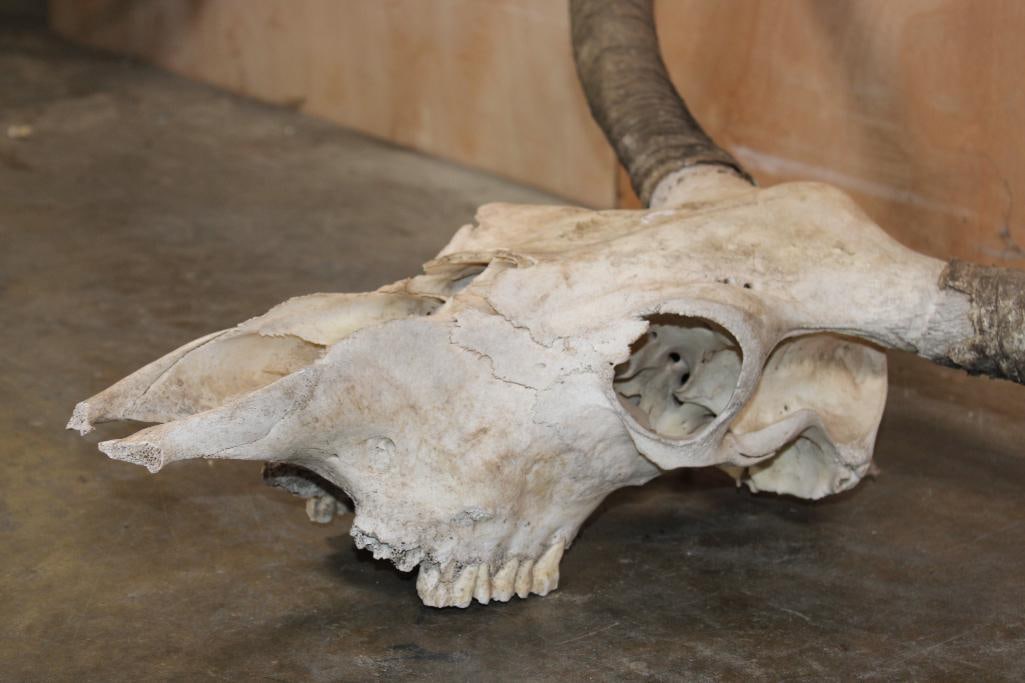 LONGHORN Skull - 4