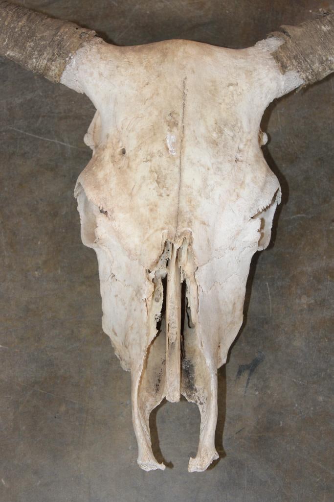 LONGHORN Skull - 5