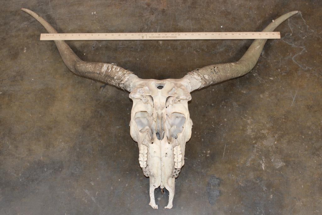 LONGHORN Skull - 7