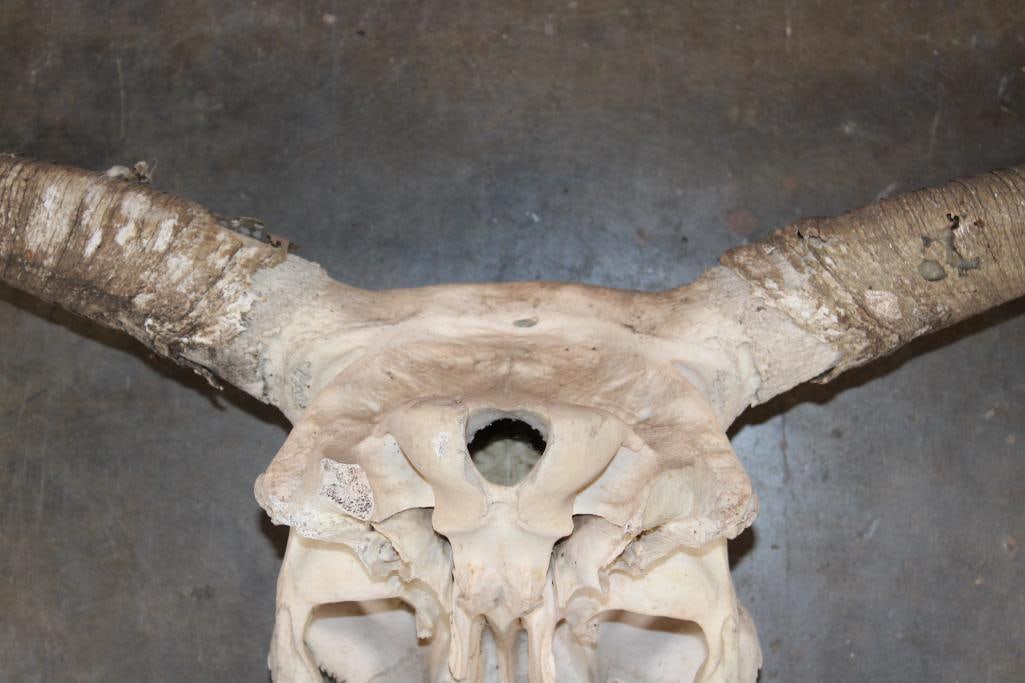 LONGHORN Skull - 8