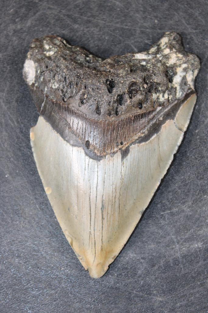 XL MEGALODON Shark Tooth Fossil: XL MEGALODON Shark Tooth Fossil. It measures 5 1/16" from the Top Corner to the Tip. The Total Weight is 8 oz. MEGALODON SHARK TEETH 