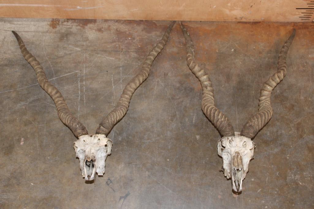 (2) BLACKBUCK Skulls: 2 BLACKBUCK Skulls with Removable Horns. TAXIDERMY SKULLS 