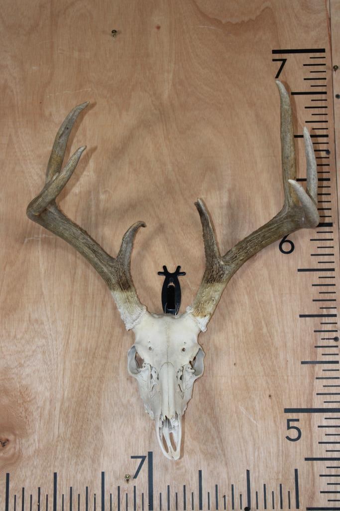 8-Point WHITETAIL DEER Skull Euro Cut for Display: 8-Point WHITETAIL DEER Skull Euro Cut (to hang Flush with the Wall). It has a Wire Hanger for display and is missing 4 Teeth. TAXIDERMY SKULLS 