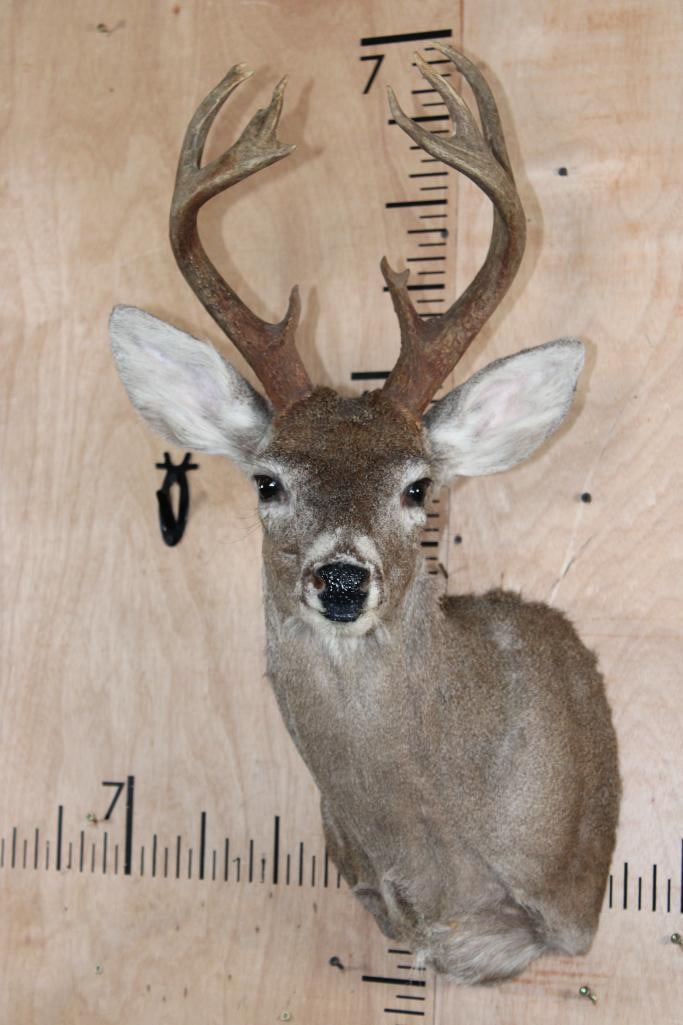 Little 9-Point WHITETAIL DEER Shoulder Mount: Nice Little 9-Point WHITETAIL DEER Shoulder Mount. It has a 10.5" Spread and is in Good Condition. TAXIDERMY 