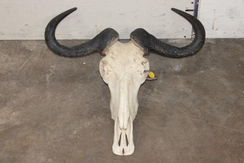 BLUE WILDEBEEST Skull with All its Teeth (1 of 8)