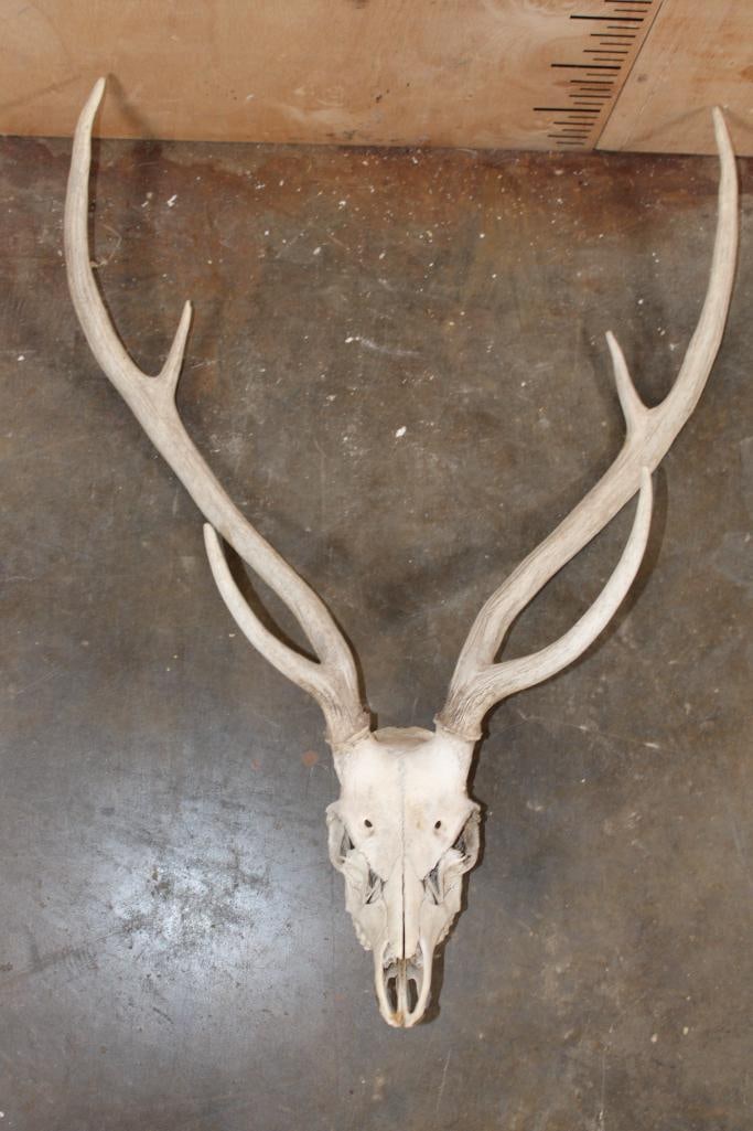 AXIS DEER Skull: AXIS DEER Skull with All its Teeth and a 23.5" Spread. TAXIDERMY SKULLS 