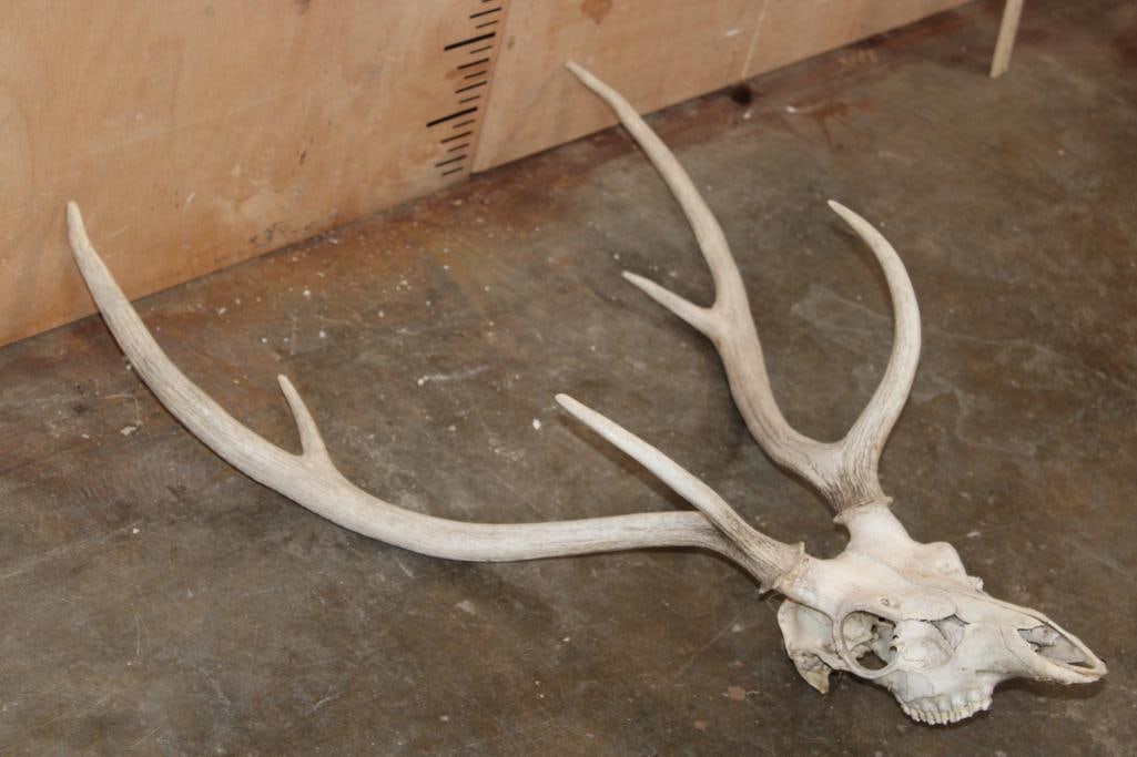 AXIS DEER Skull - 3