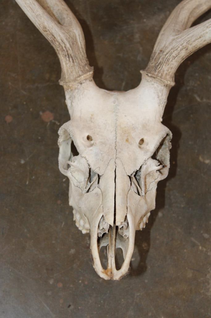 AXIS DEER Skull - 5