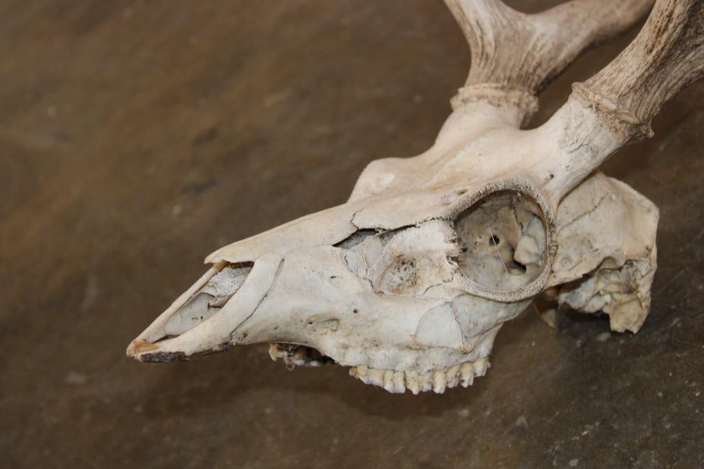 AXIS DEER Skull - 6