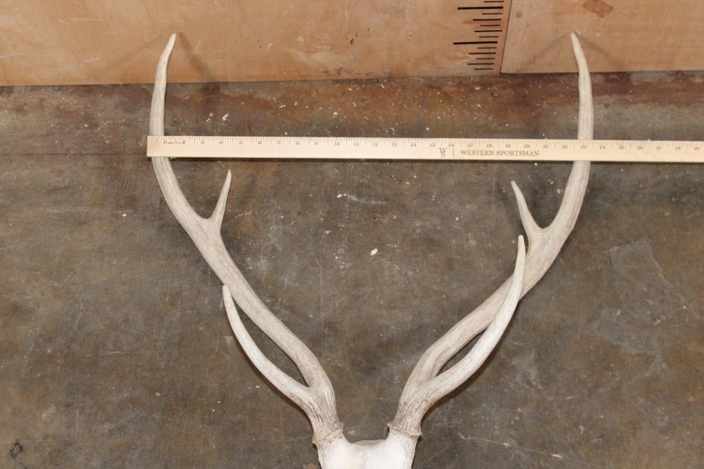 AXIS DEER Skull - 7