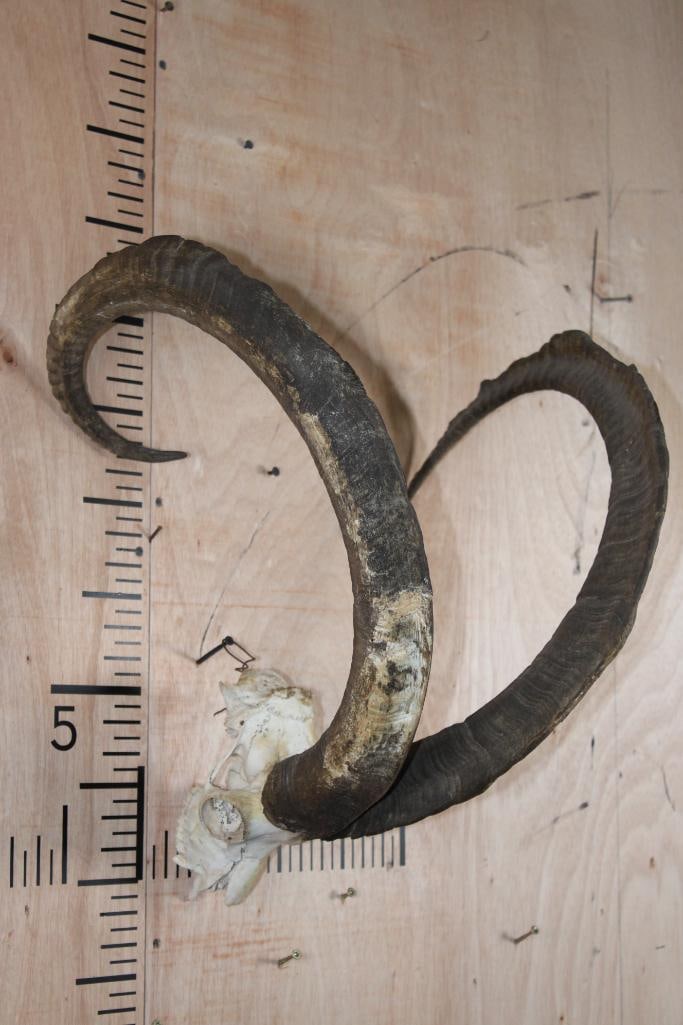 Big IBEX Skull: Big IBEX Skull with All its Teeth and no nose. TAXIDERMY SKULLS 