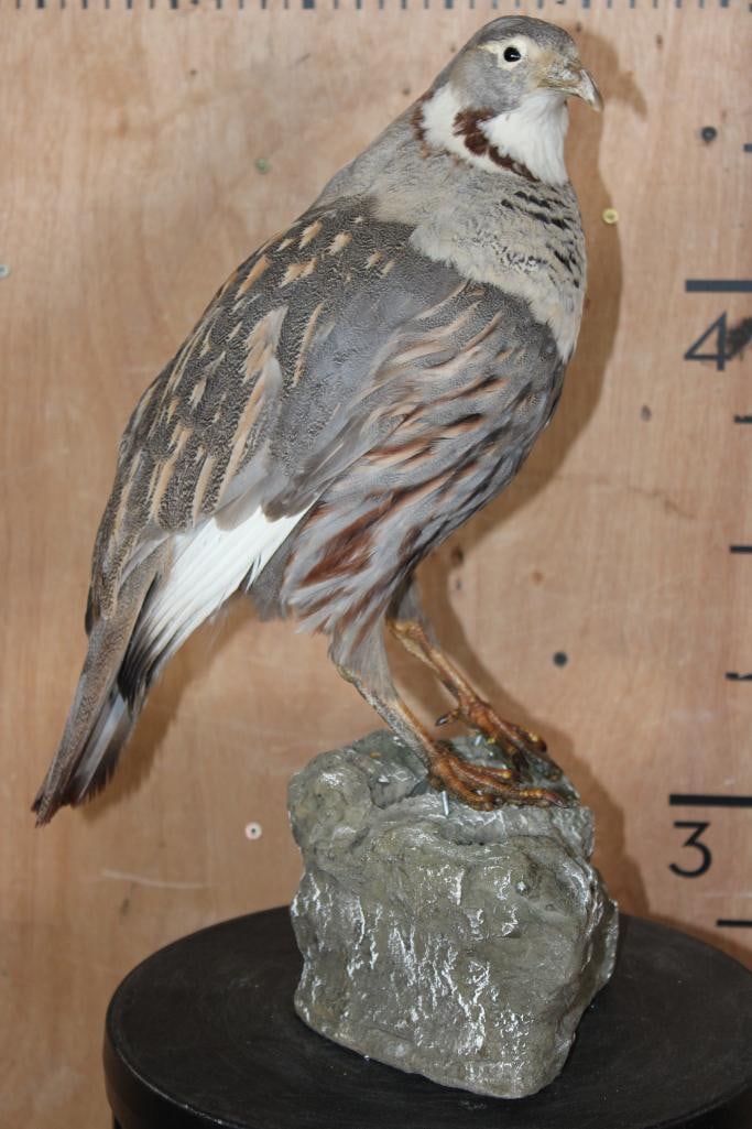 HIMALAYAN SNOWCOCK on a Foam Rock Base: Nice HIMALAYAN SNOWCOCK on a Foam Rock Base. It measures 11" Long x 9" Wide x 18.25" Tall and is in Good Condition. TAXIDERMY BIRDS 