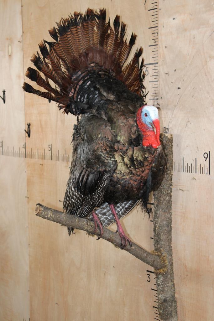 Life-sized TURKEY on a Wood Branch Wall Hanger: Life-sized TURKEY on a Wood Branch Wall Hanger. TAXIDERMY BIRDS 