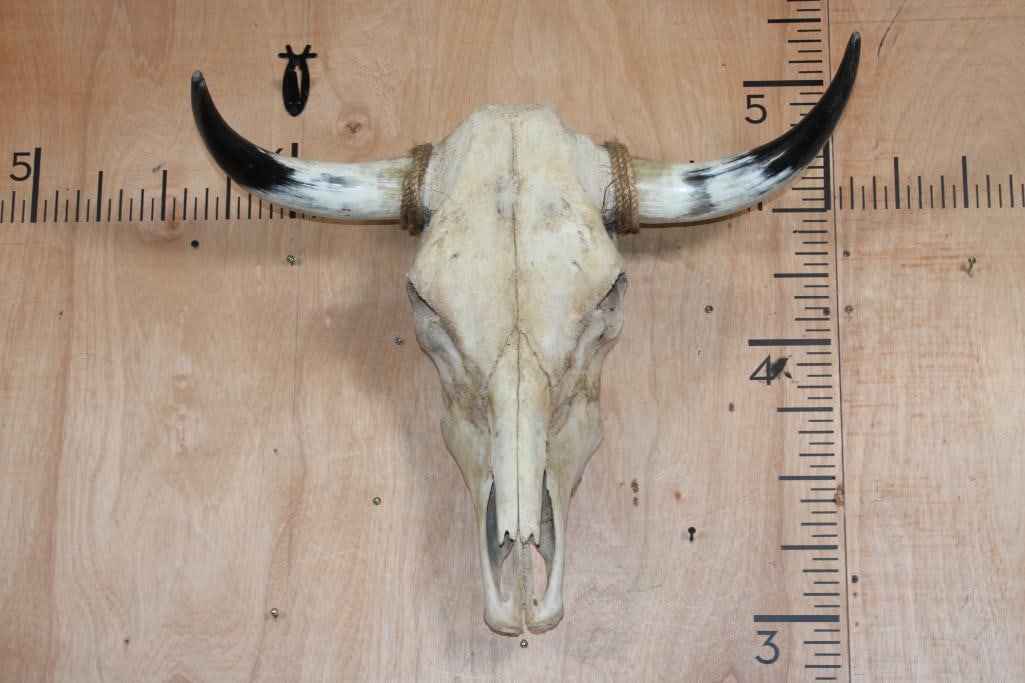 Western STEER Skull or COW Skull: Western STEER Skull or COW Skull. It has All the Teeth except for one and a 26" Spread. The Left Horn measures 13 3/8" Long and the Right Horn measures 12.75" Long. TAXIDERMY SKULLS 