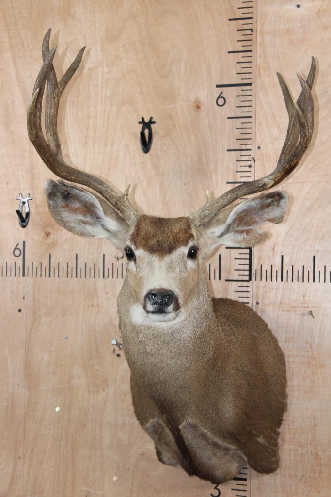 10-Point MULE DEER Shoulder Mount (1 of 11)
