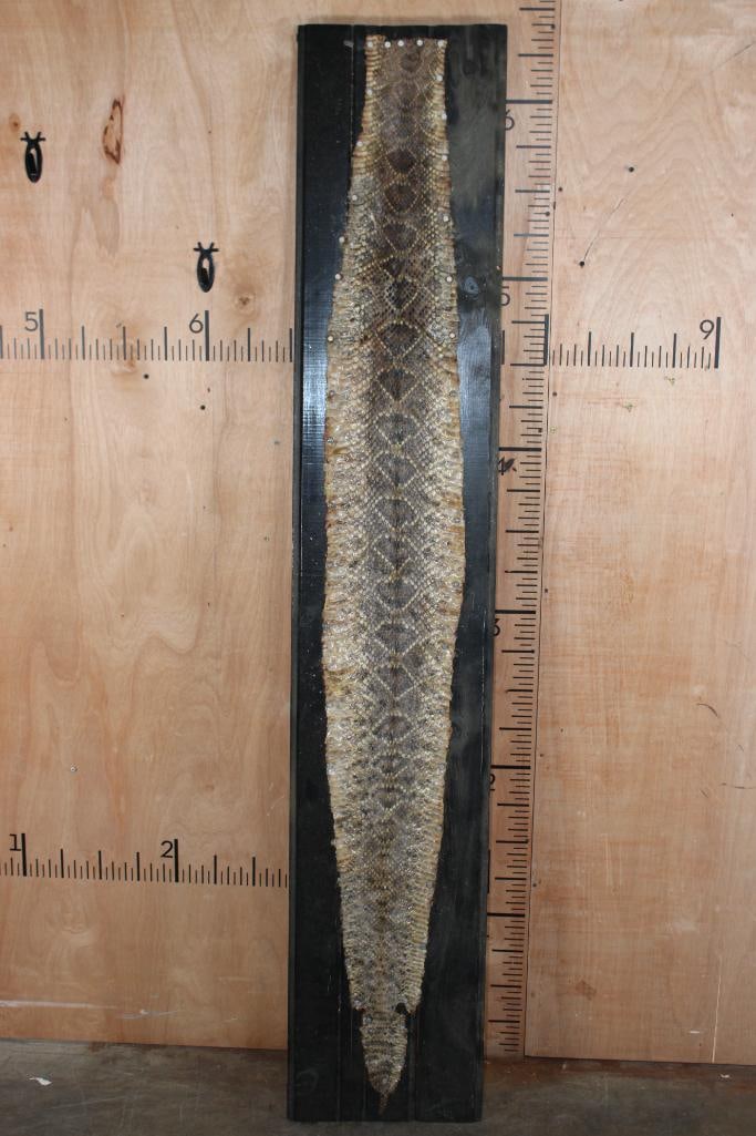 XXL DIAMONDBACK RATTLESNAKE Skin on a Wood Board: XXL DIAMONDBACK RATTLESNAKE Skin. The Snakeskin measures 6' 4" Long and it is mounted on a 77.75" Tall x 14.25" Wide wood plank. It has some of the rattle. TAXIDERMY SNAKES 