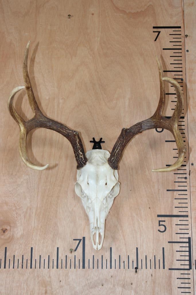 7-Point WHITETAIL DEER Skull: Nice 7-Point WHITETAIL DEER Skull. It has All its Teeth and a 17.5" Spread. TAXIDERMY SKULLS 