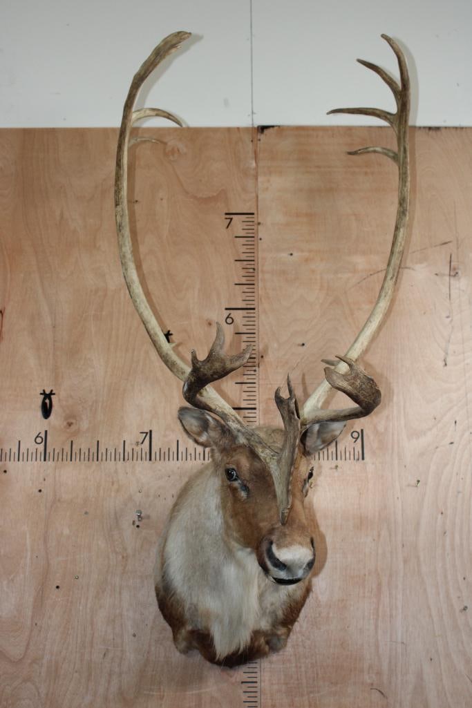 21-Point CARIBOU Shoulder Mount with a Slight Left Turn: 21-Point CARIBOU Shoulder Mount with a Slight Left Turn. It has a 29.5" Spread and is in Good Condition. TAXIDERMY 
