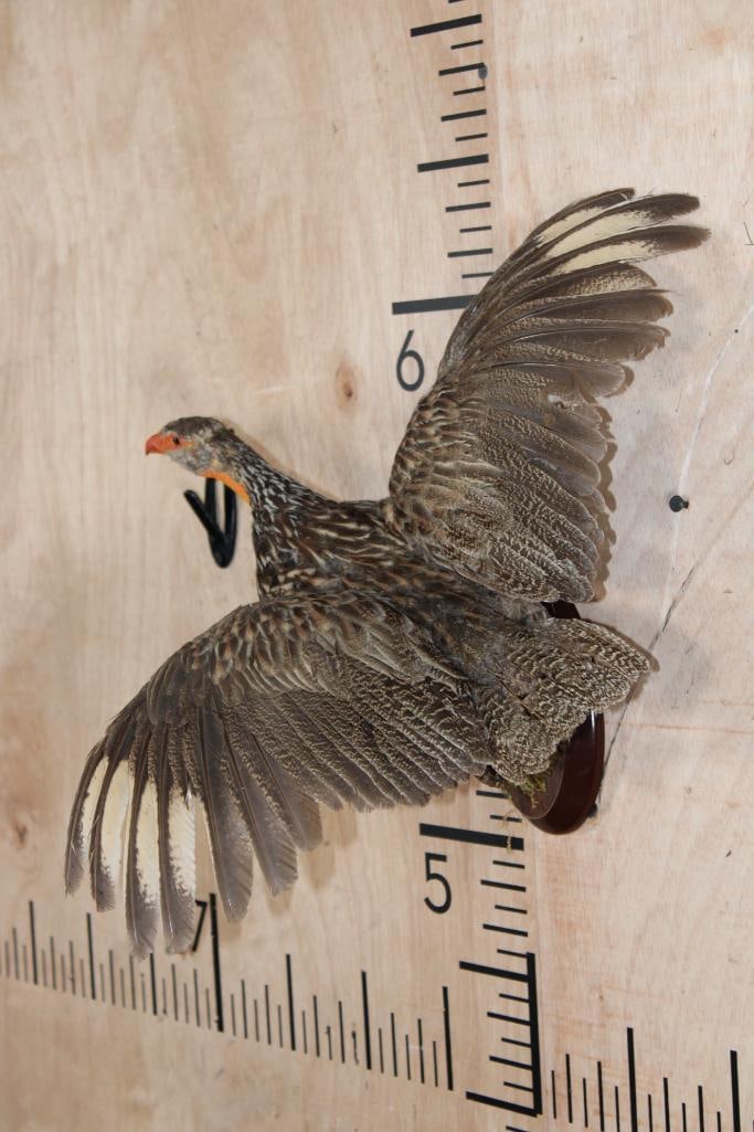 Flying YELLOW-NECKED SPURFOWL on a Wood Plaque Wall Hanger - 3