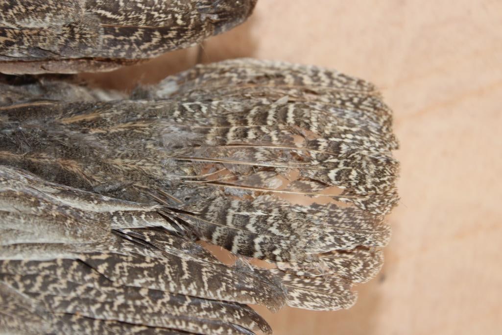 Flying YELLOW-NECKED SPURFOWL on a Wood Plaque Wall Hanger - 4