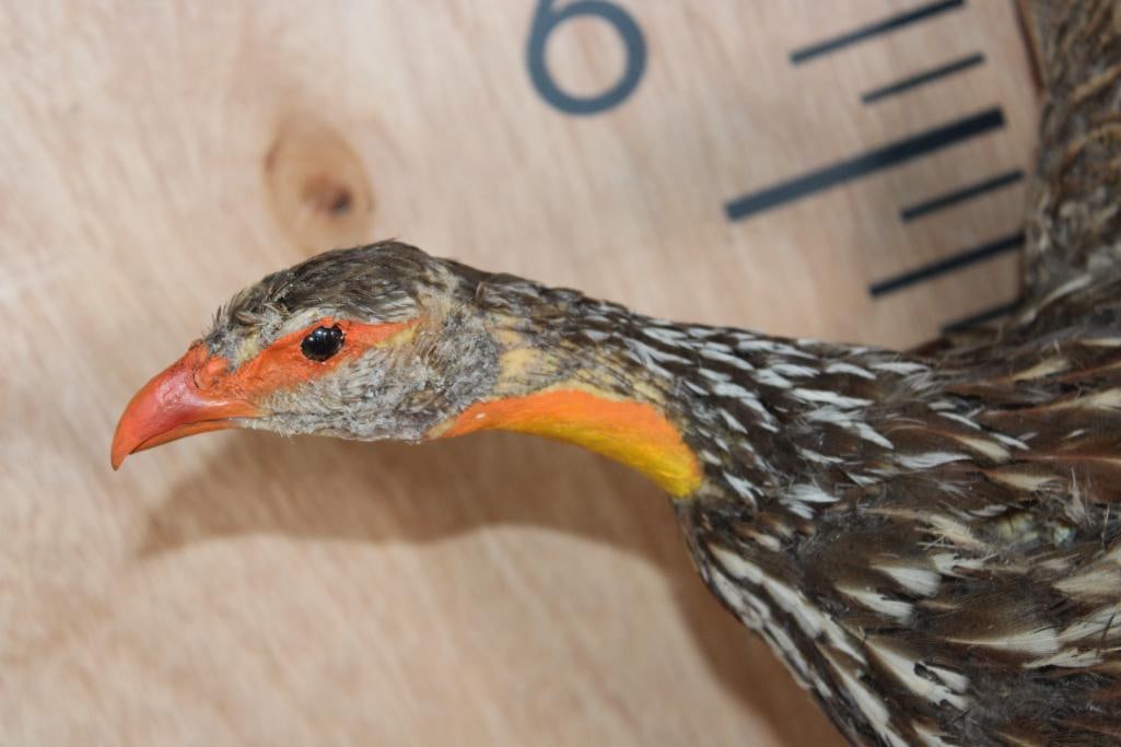 Flying YELLOW-NECKED SPURFOWL on a Wood Plaque Wall Hanger - 6
