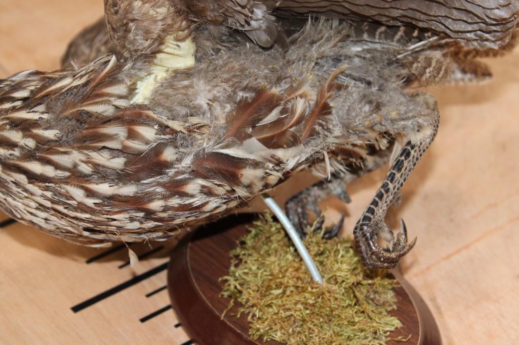 Flying YELLOW-NECKED SPURFOWL on a Wood Plaque Wall Hanger - 7