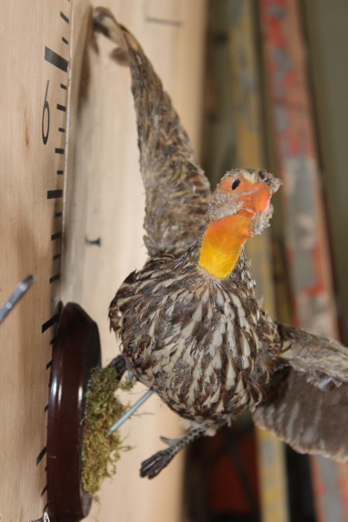 Flying YELLOW-NECKED SPURFOWL on a Wood Plaque Wall Hanger - 8