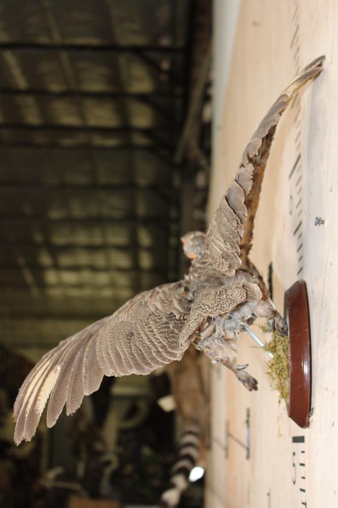 Flying YELLOW-NECKED SPURFOWL on a Wood Plaque Wall Hanger - 9