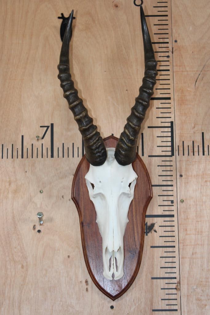 Big and Heavy Horned Euro cut BLESBOK Skull on a Wooden Plaque: Very Nice, Big and Heavy Horned Euro cut BLESBOK Skull. The Right Horn measures 16.5" Long and the Left Horn measures 16.5" Long. It is mounted on a Wooden Plaque. EUROPEAN MOUNT TAXIDERMY 