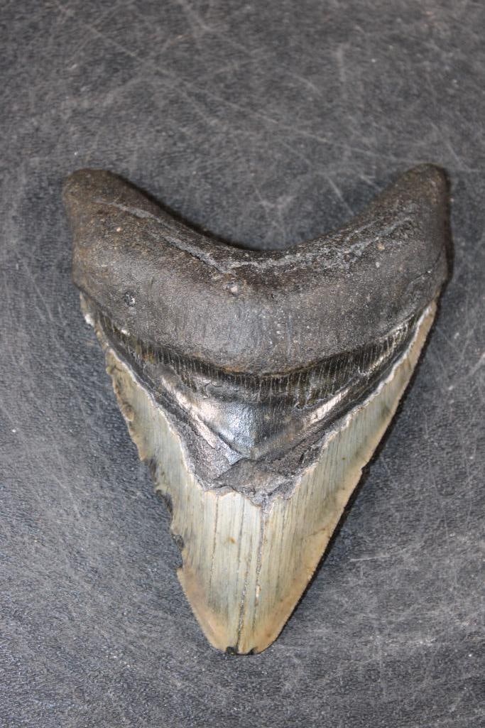 Big MEGALODON Shark Tooth Fossil (1 of 5)
