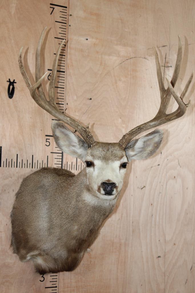 10-Point MULE DEER Shoulder Mount (1 of 9)