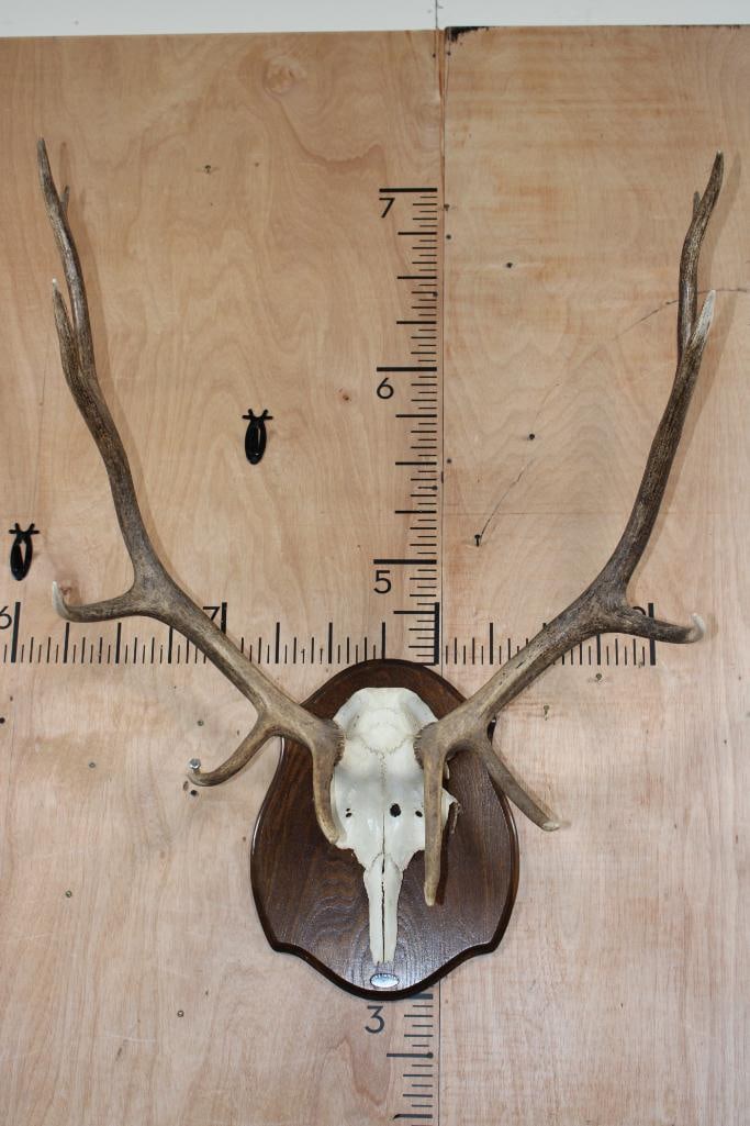 12-Point Euro Cut ELK Antler Rack on a Skull Cap and Wood Plaque (1 of 7)