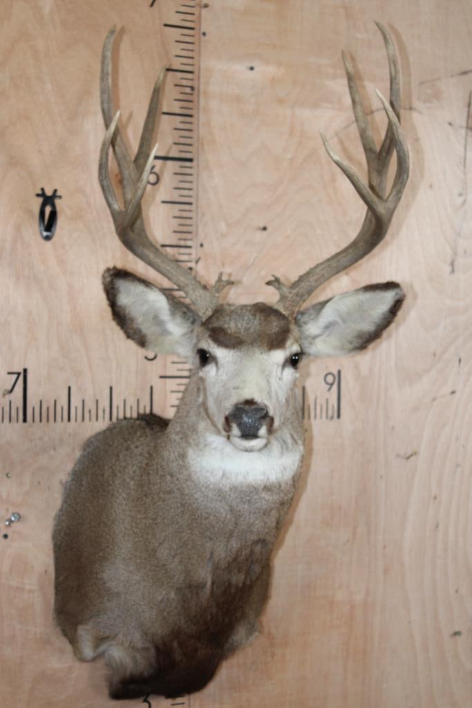 10-Point MULE DEER Shoulder Mount (1 of 9)
