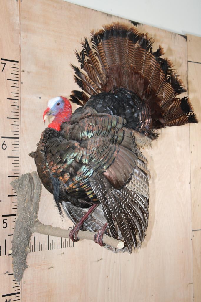 Life-sized TURKEY Perched on a Tree Branch Wall Hanger: Life-sized TURKEY Perched on a Tree Branch Wall Hanger. Other than its tail, it is in Very Good Condition. TAXIDERMY BIRDS 