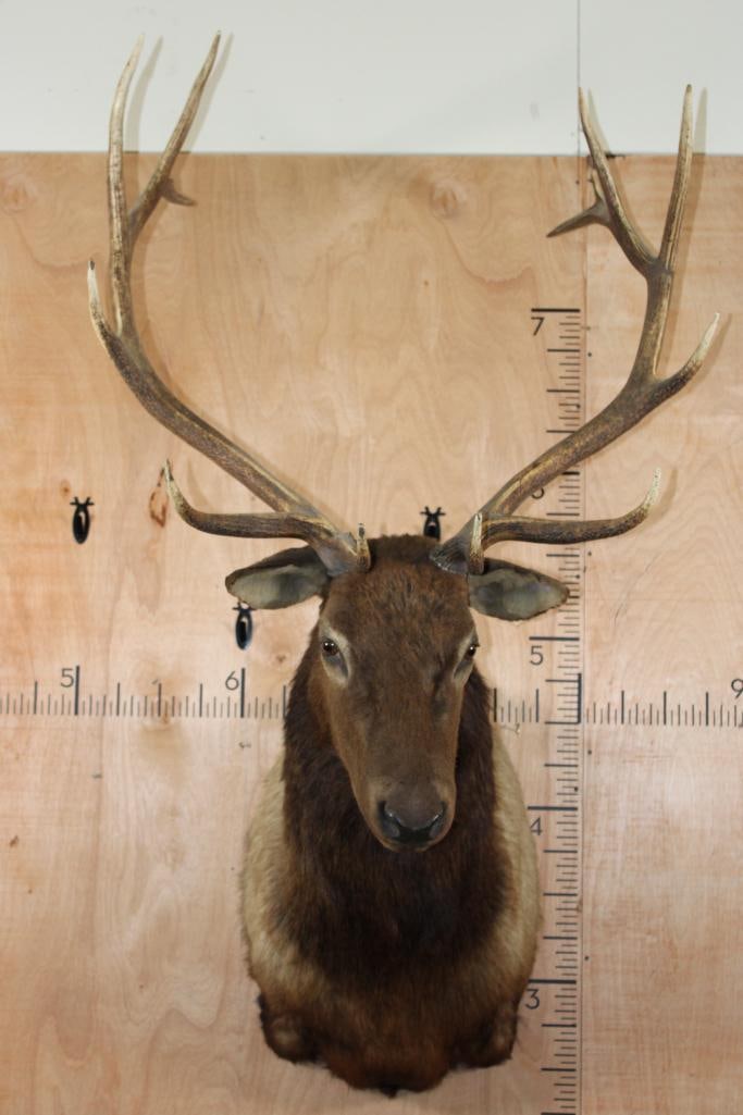 13-Point ELK Shoulder Mount (1 of 9)