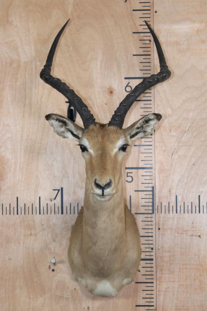 IMPALA Shoulder Mount (1 of 8)