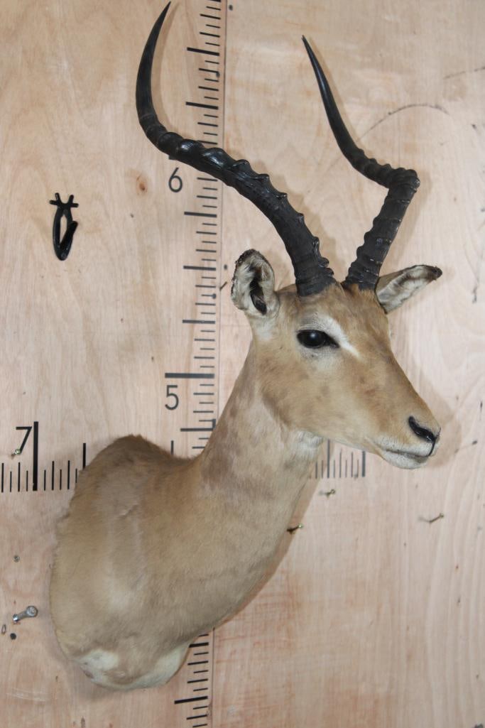 IMPALA Shoulder Mount - 2